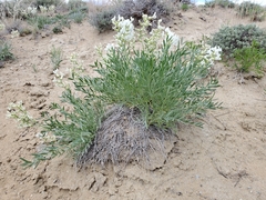 Oxytropis sericea