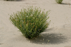 Chaetadelpha wheeleri