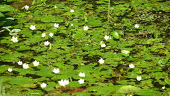 Nymphoides hydrophylla