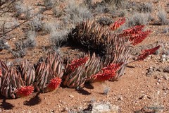 Aloe claviflora