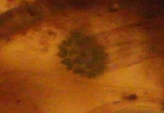 Pseudopediastrum