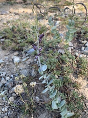 Streptanthus barbatus