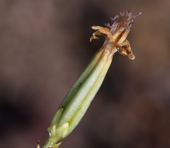 Chaetadelpha wheeleri