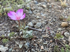 Epilobium siskiyouense