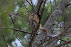 Glaucidium brasilianum