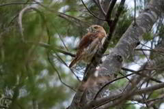 Glaucidium brasilianum
