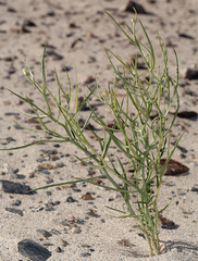 Chaetadelpha wheeleri