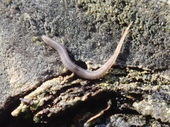 Rhynchodemus sylvaticus