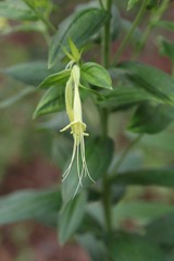 Lithospermum exsertum