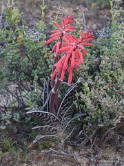 Gonialoe variegata