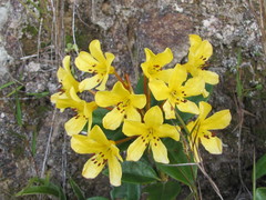 Rhododendron macgregoriae