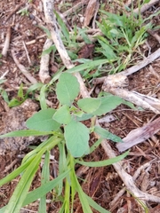 Porophyllum ruderale