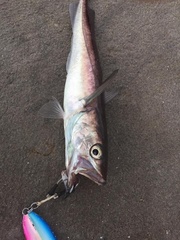 Merluccius productus