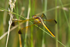 Libellula flavida