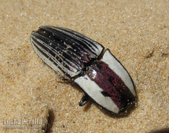 Chalcolepidius limbatus