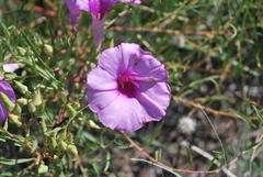 Ipomoea leptophylla