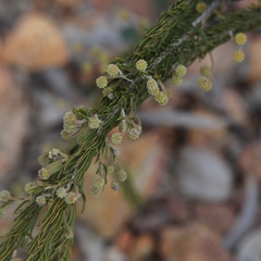 Acacia torringtonensis