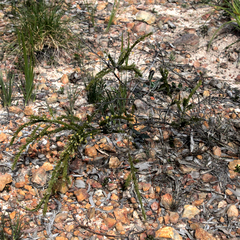 Acacia torringtonensis