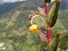 Dendrobium prostheciglossum