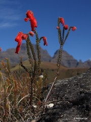 Erica cerinthoides cerinthoides