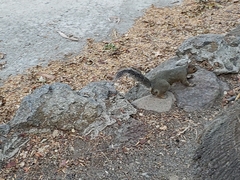 Sciurus carolinensis