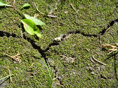 Ponometia erastrioides