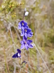 Thelymitra purpurata