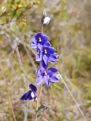 Thelymitra purpurata