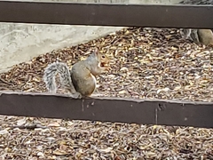 Sciurus carolinensis