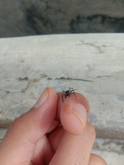 Spartaeus spinimanus