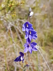 Thelymitra purpurata