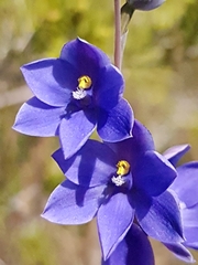 Thelymitra purpurata