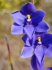 Thelymitra purpurata