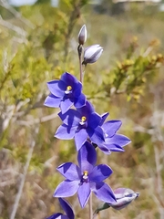 Thelymitra purpurata