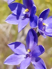Thelymitra purpurata