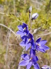 Thelymitra purpurata