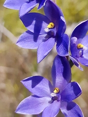 Thelymitra purpurata