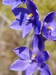 Thelymitra purpurata