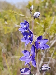 Thelymitra purpurata