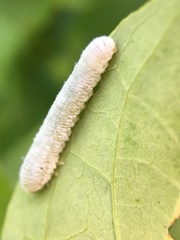 Macremphytus testaceus