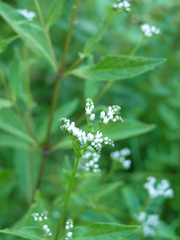 Mitreola