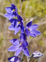 Thelymitra purpurata