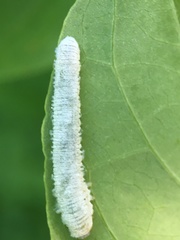 Macremphytus testaceus