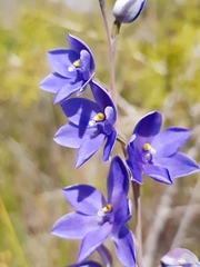 Thelymitra purpurata