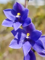 Thelymitra purpurata