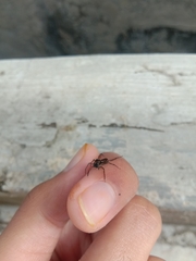 Spartaeus spinimanus