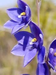 Thelymitra purpurata