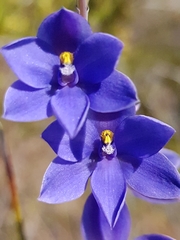 Thelymitra purpurata