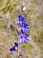 Thelymitra purpurata