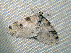 Lobophora nivigerata